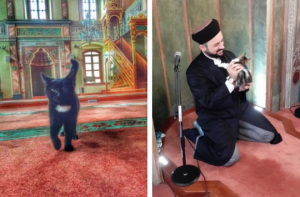 islam ve kedi